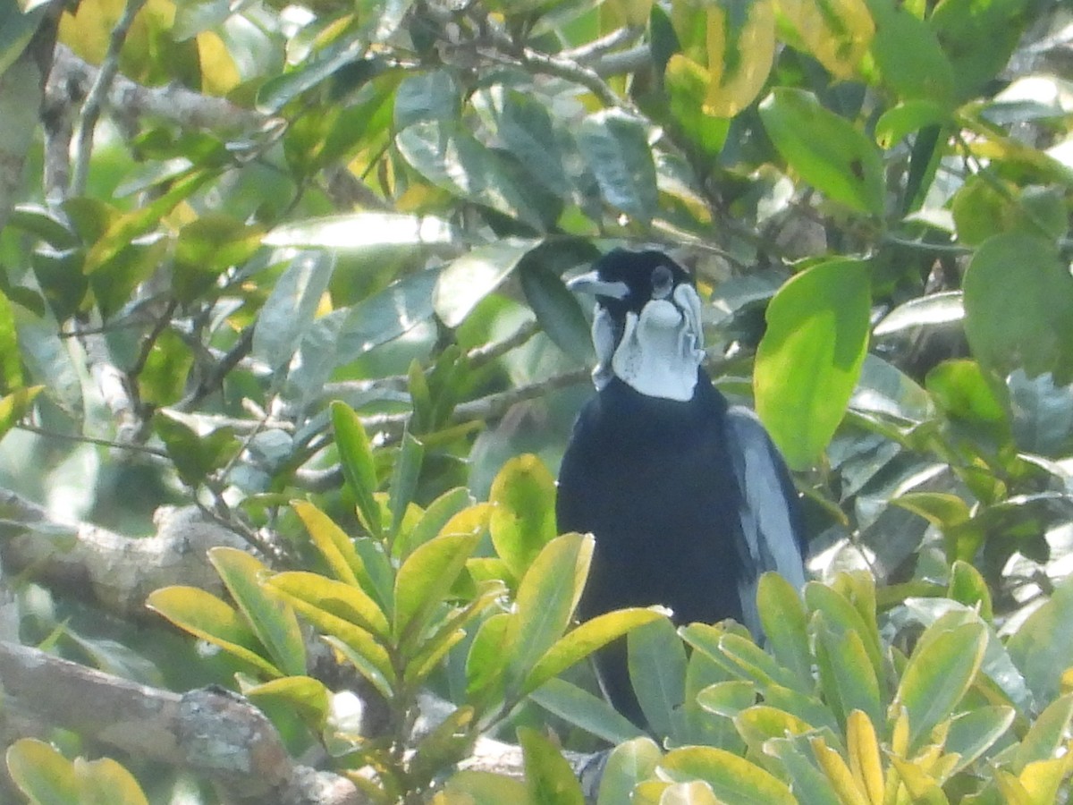 Bare-necked Fruitcrow - ML467752581