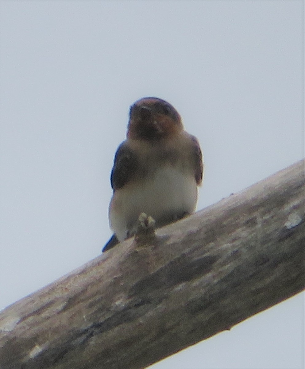 Cliff Swallow - ML467752741