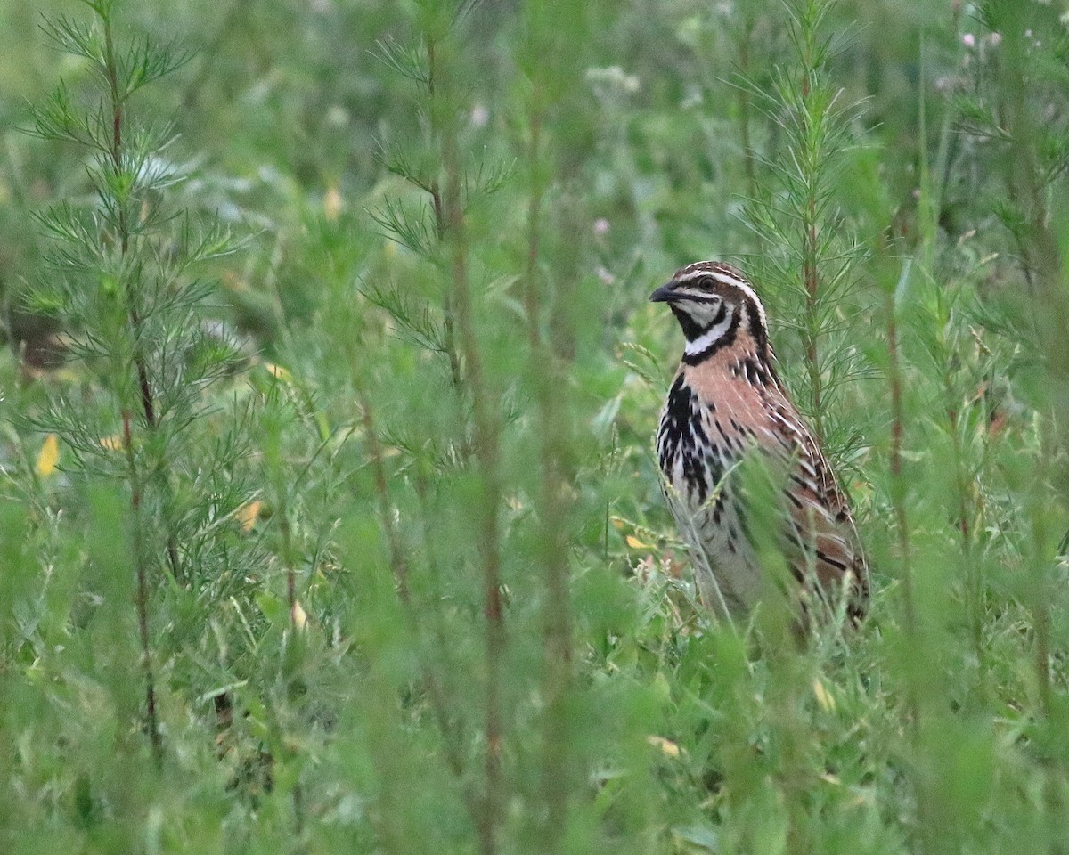 Rain Quail - ML467755231