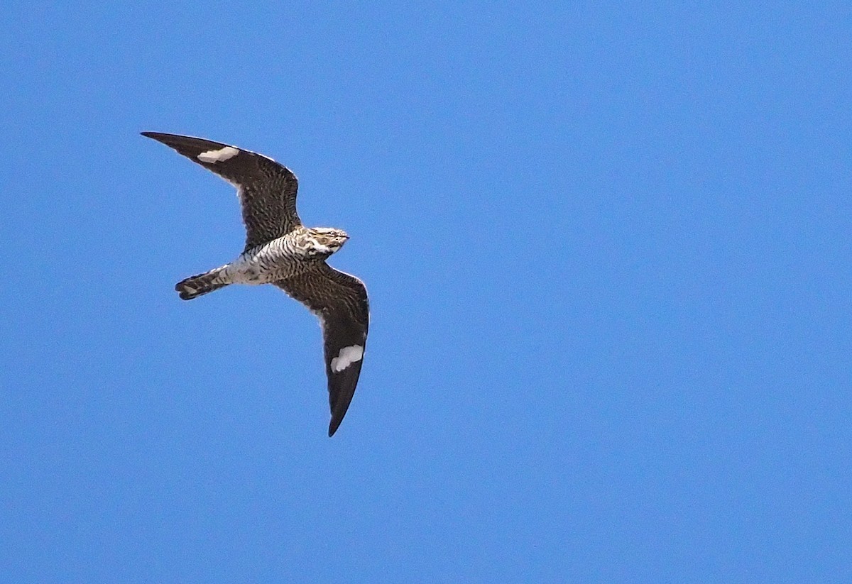 Common Nighthawk - ML467755471