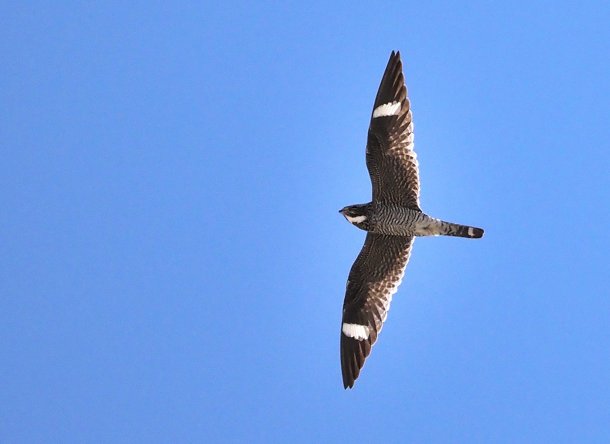 Common Nighthawk - ML467755521