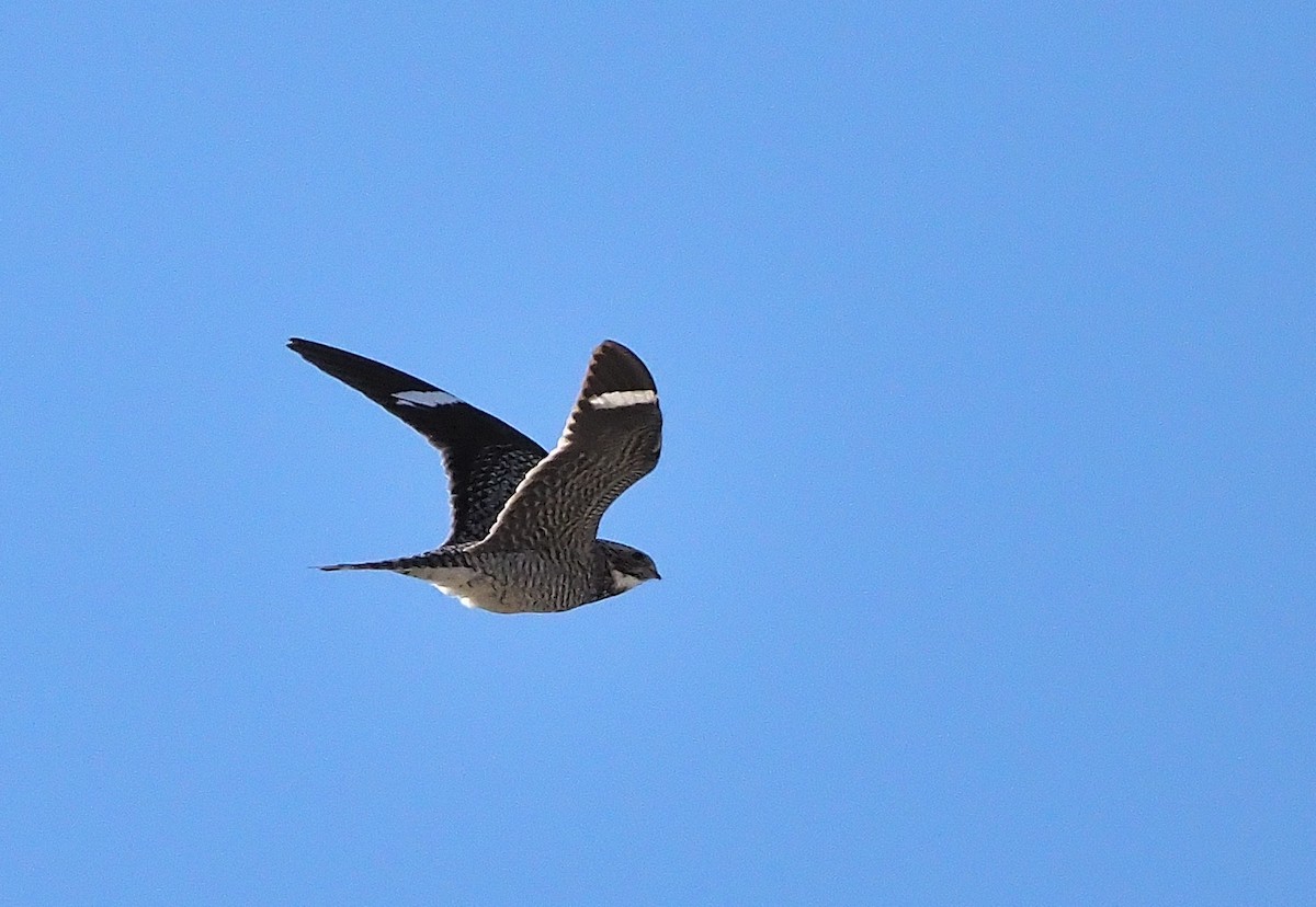 Common Nighthawk - ML467755541