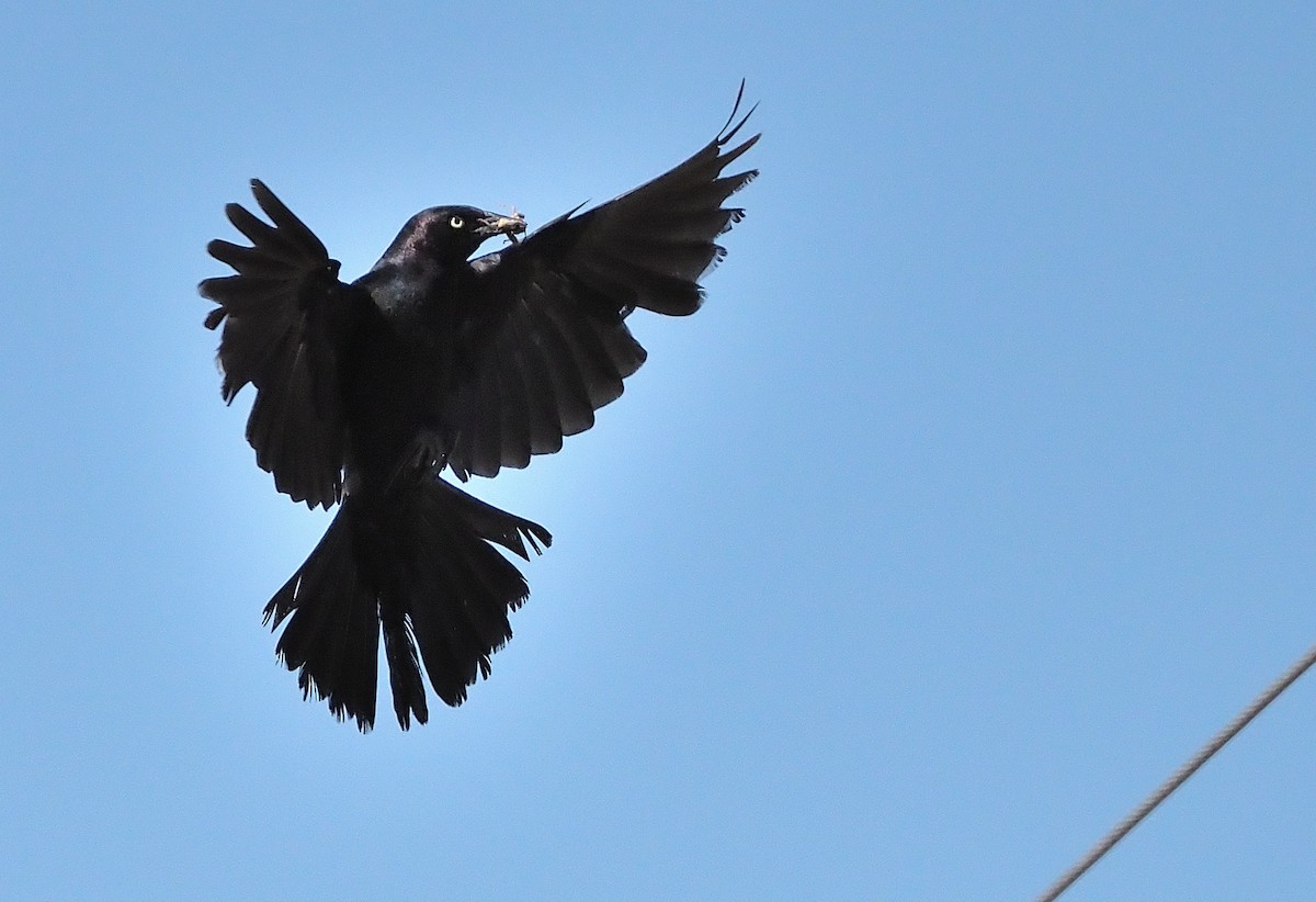 Brewer's Blackbird - ML467755611