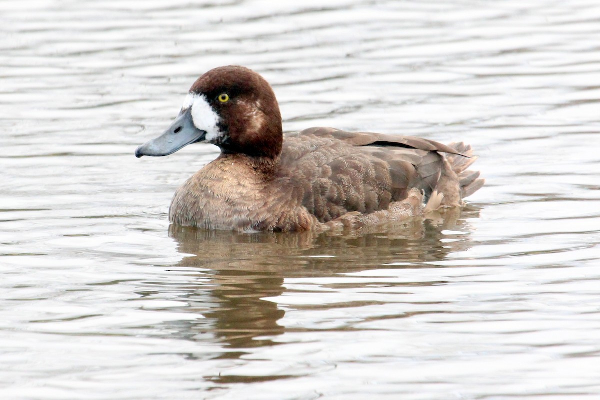 Greater Scaup - Mark Scheuerman