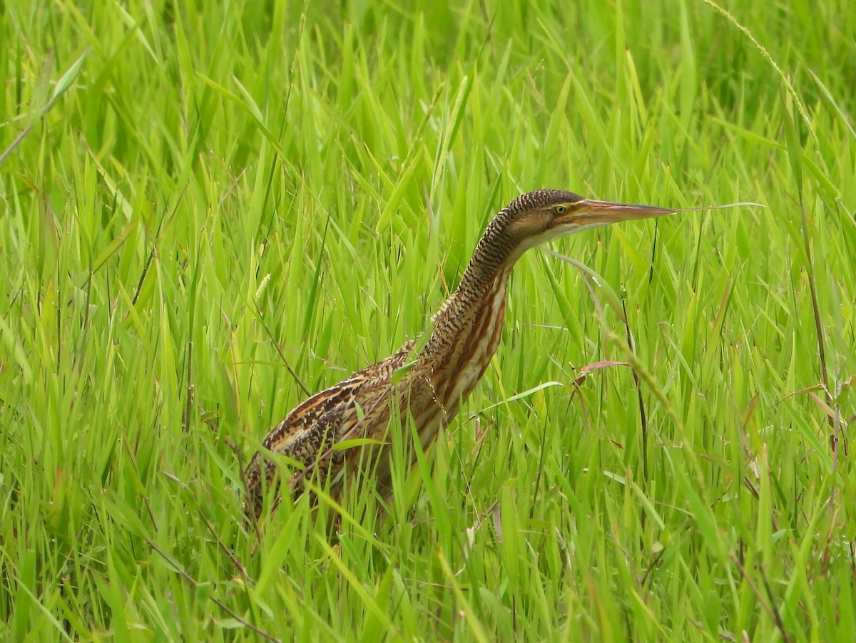 Pinnated Bittern - ML467756271