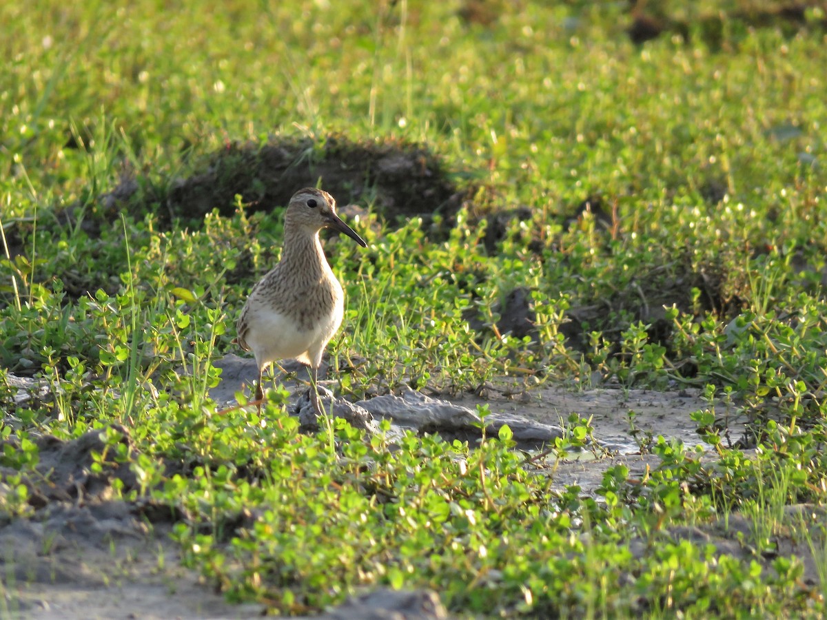 Pectoral Sandpiper - ML467756371