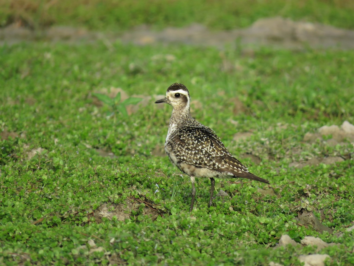 American Golden-Plover - ML467756391