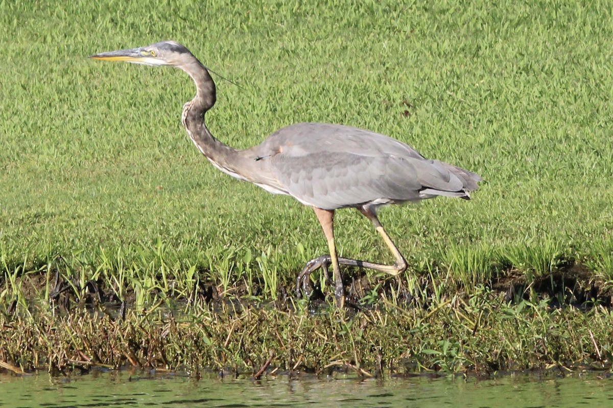 Great Blue Heron (Great Blue) - ML467757301