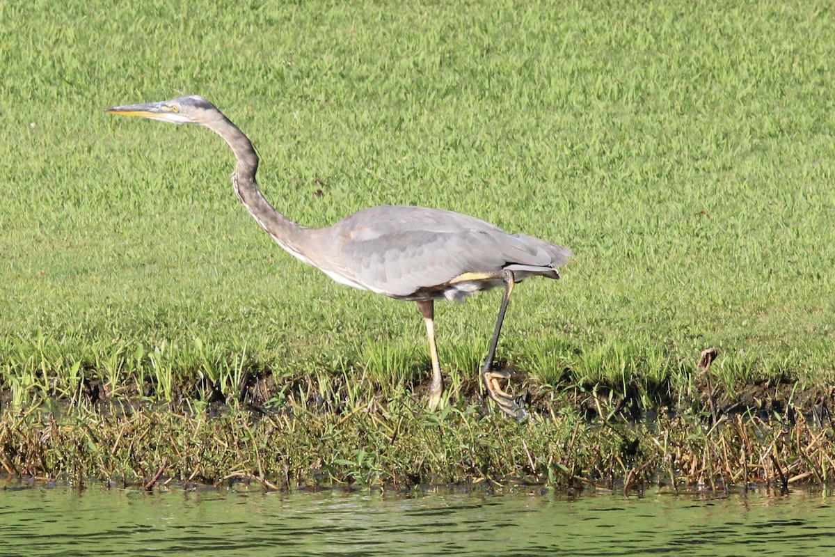 Great Blue Heron (Great Blue) - ML467757311