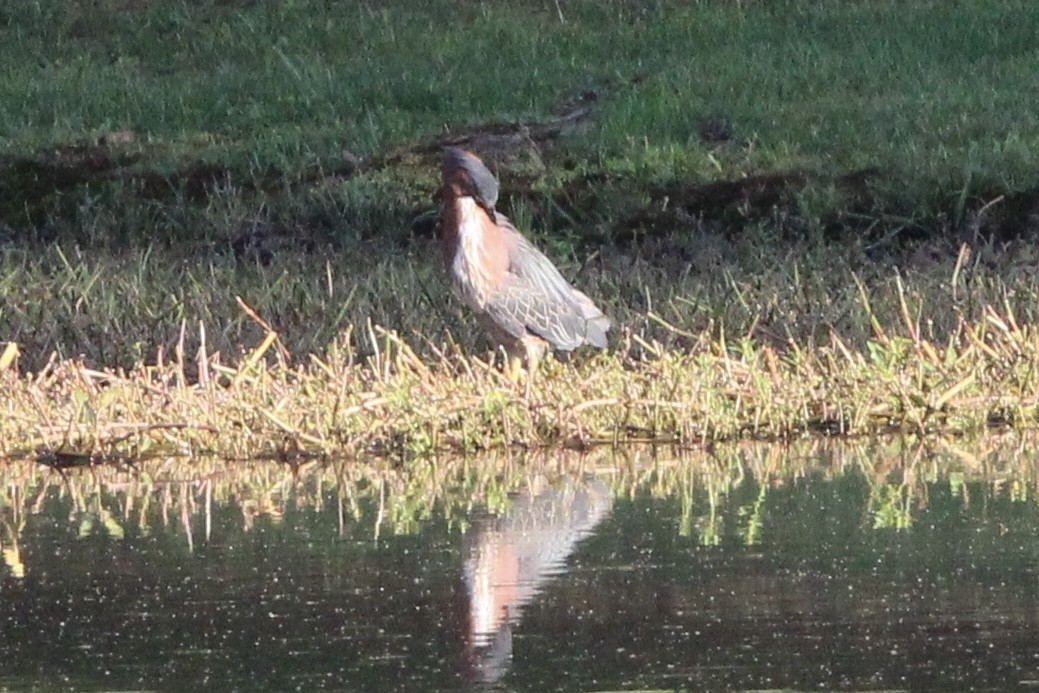 Green Heron - ML467757451