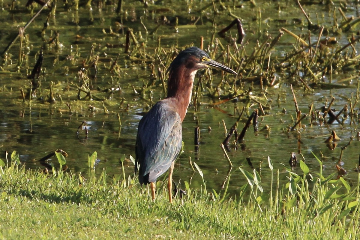 Green Heron - ML467757471