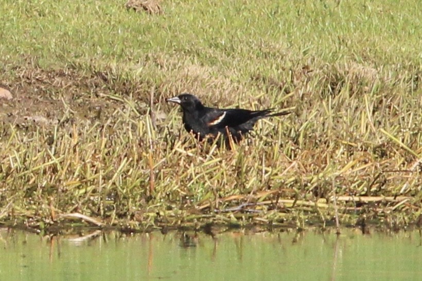 Red-winged Blackbird - ML467757611