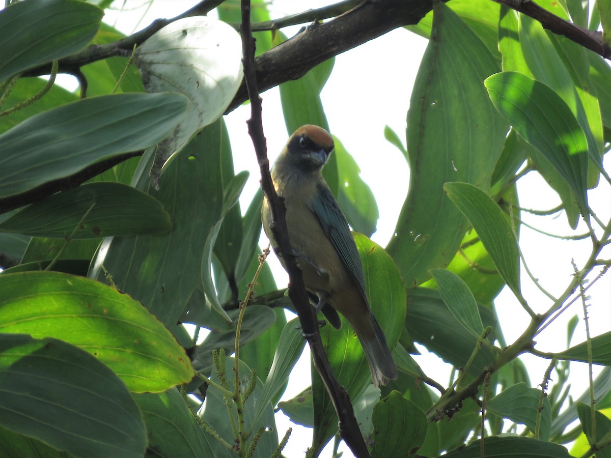 Burnished-buff Tanager (Rufous-crowned) - ML467757991