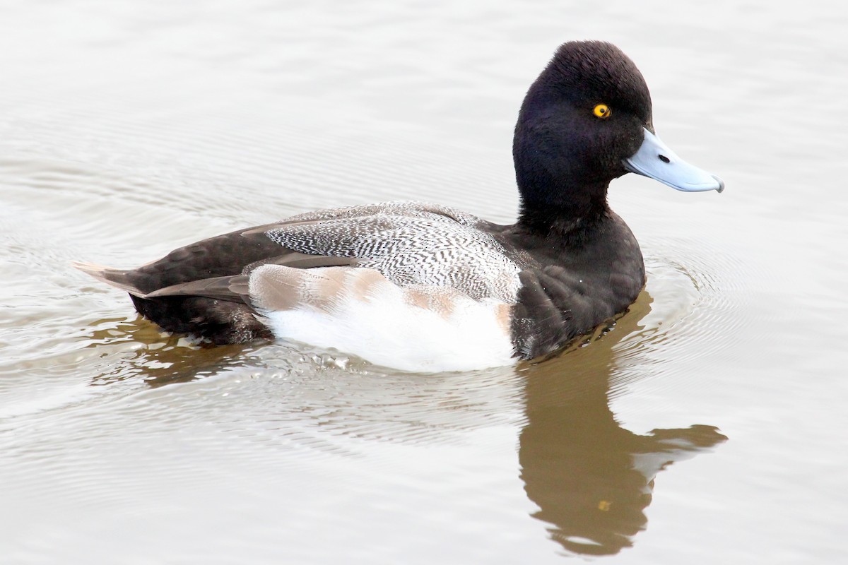 Lesser Scaup - ML46775821