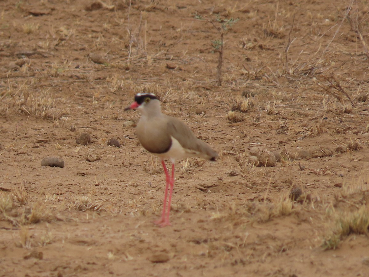 Crowned Lapwing - ML467758371