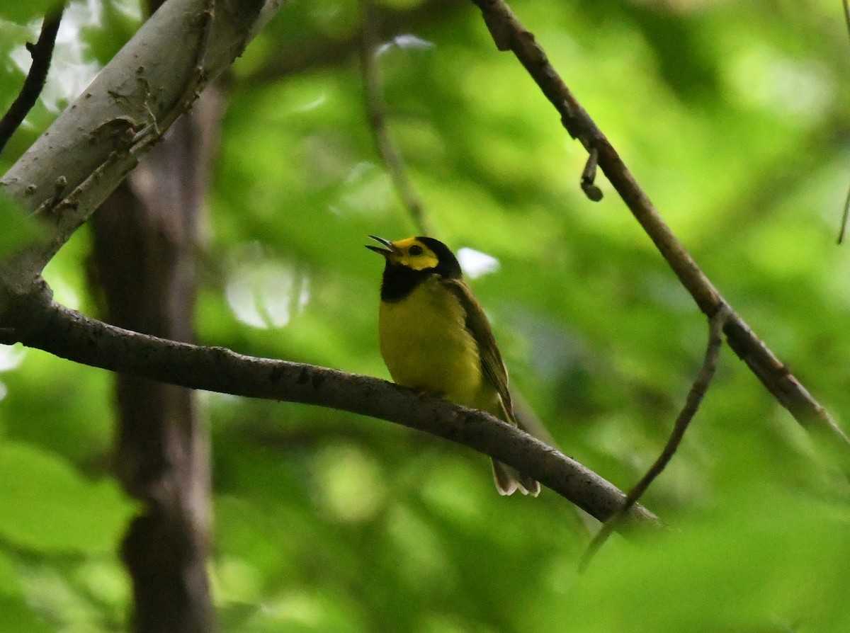 Hooded Warbler - ML467759331