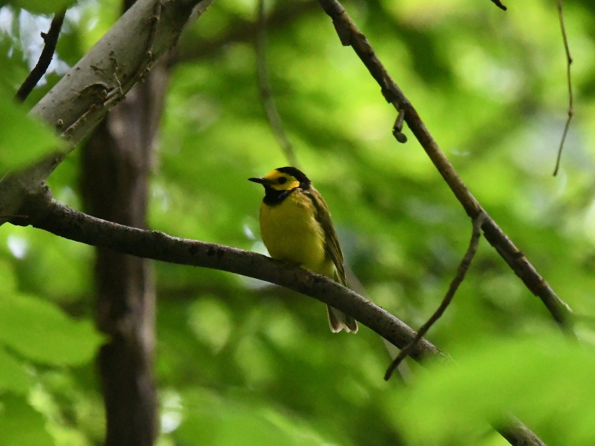 Hooded Warbler - ML467759341