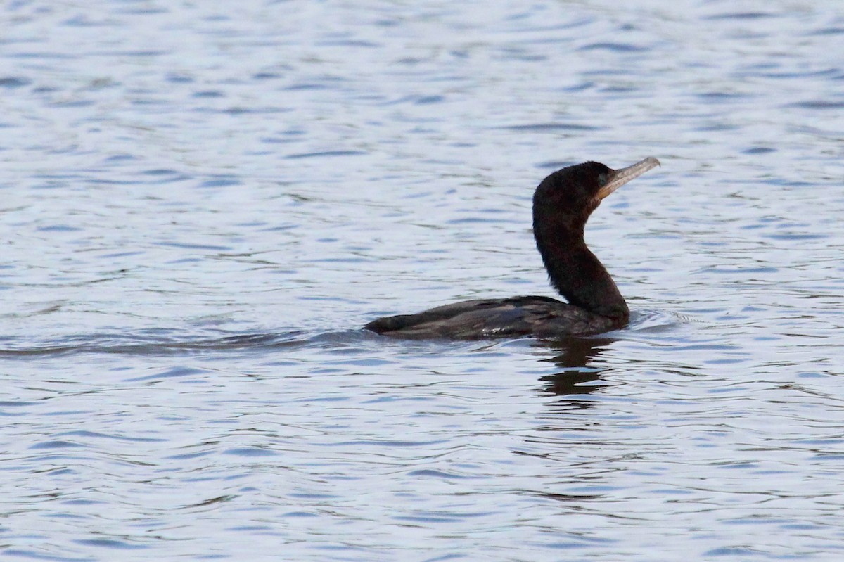 Neotropic Cormorant - ML46775951