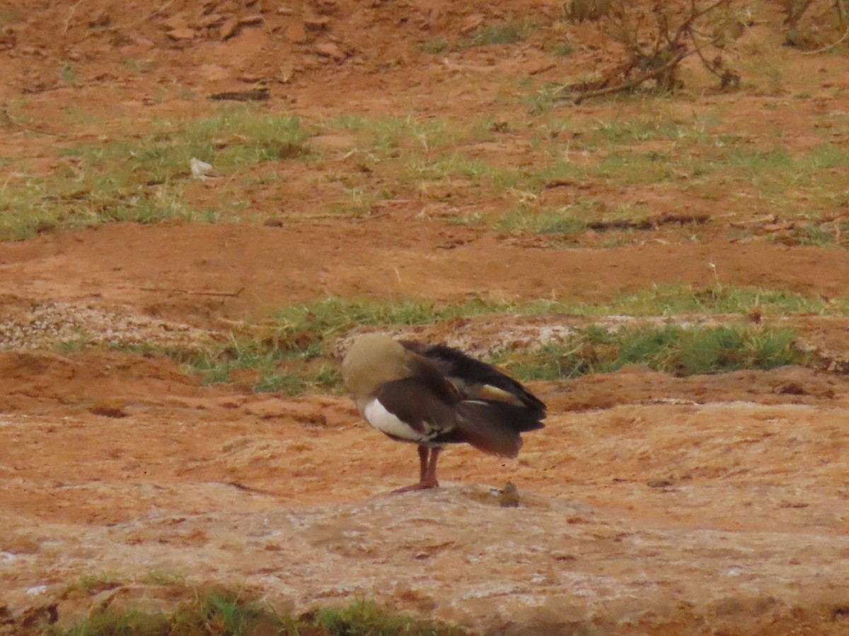 Egyptian Goose - ML467759511