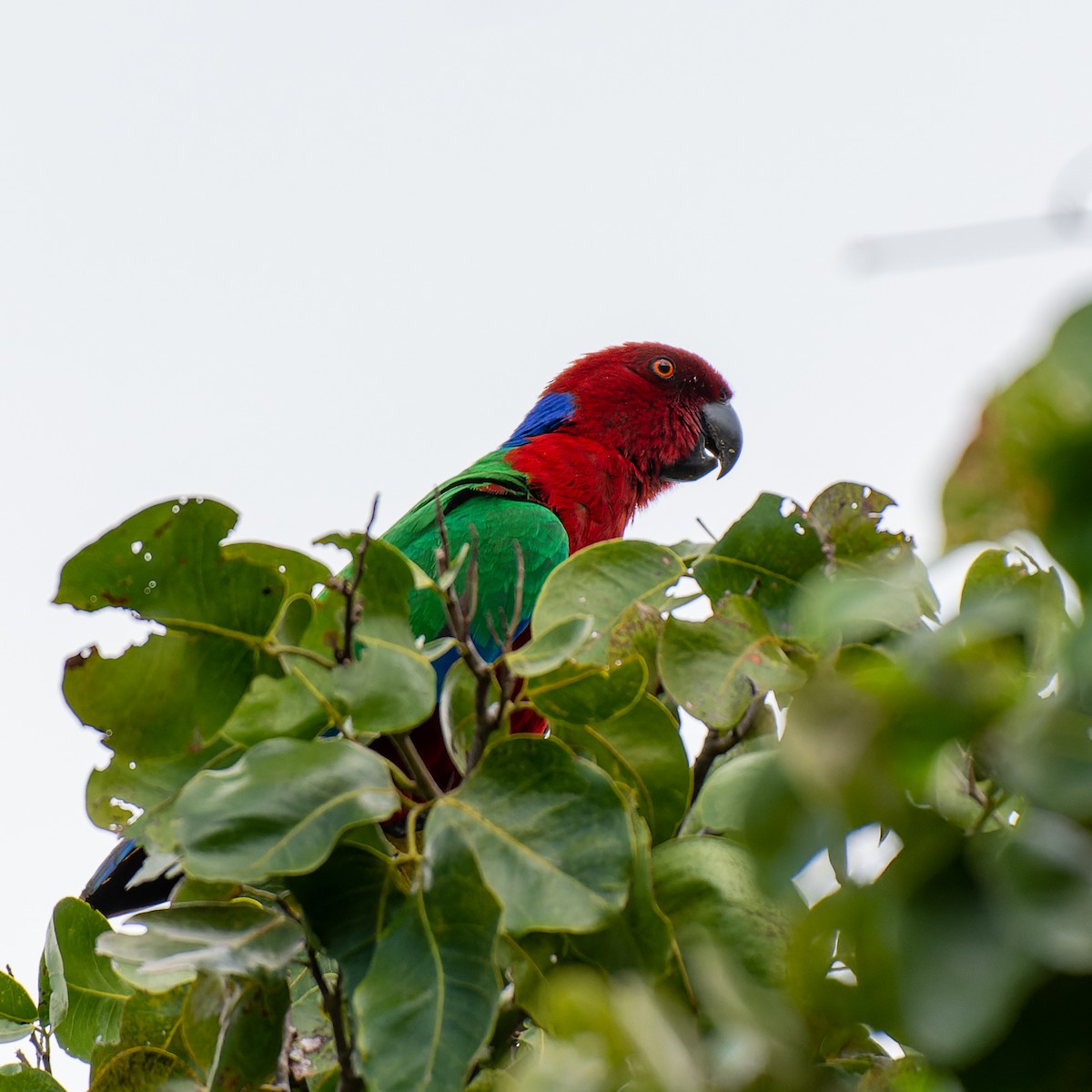 Папужець червоний - ML467759601