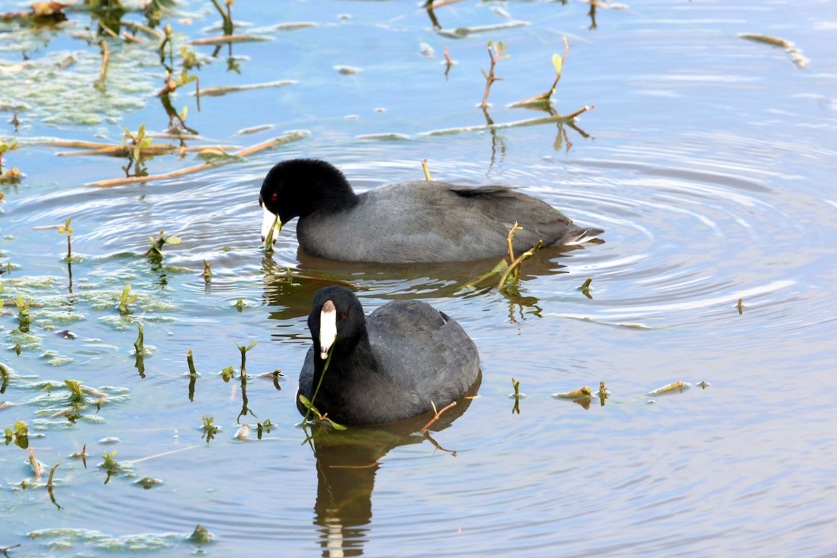 American Coot - Mark Scheuerman