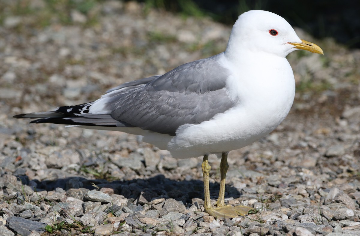 Short-billed Gull - Daniel Lebbin