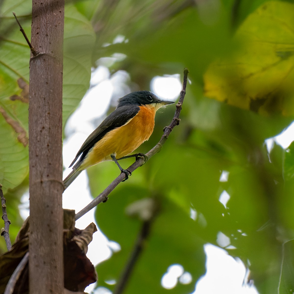 Vanikoro Flycatcher - ML467764201