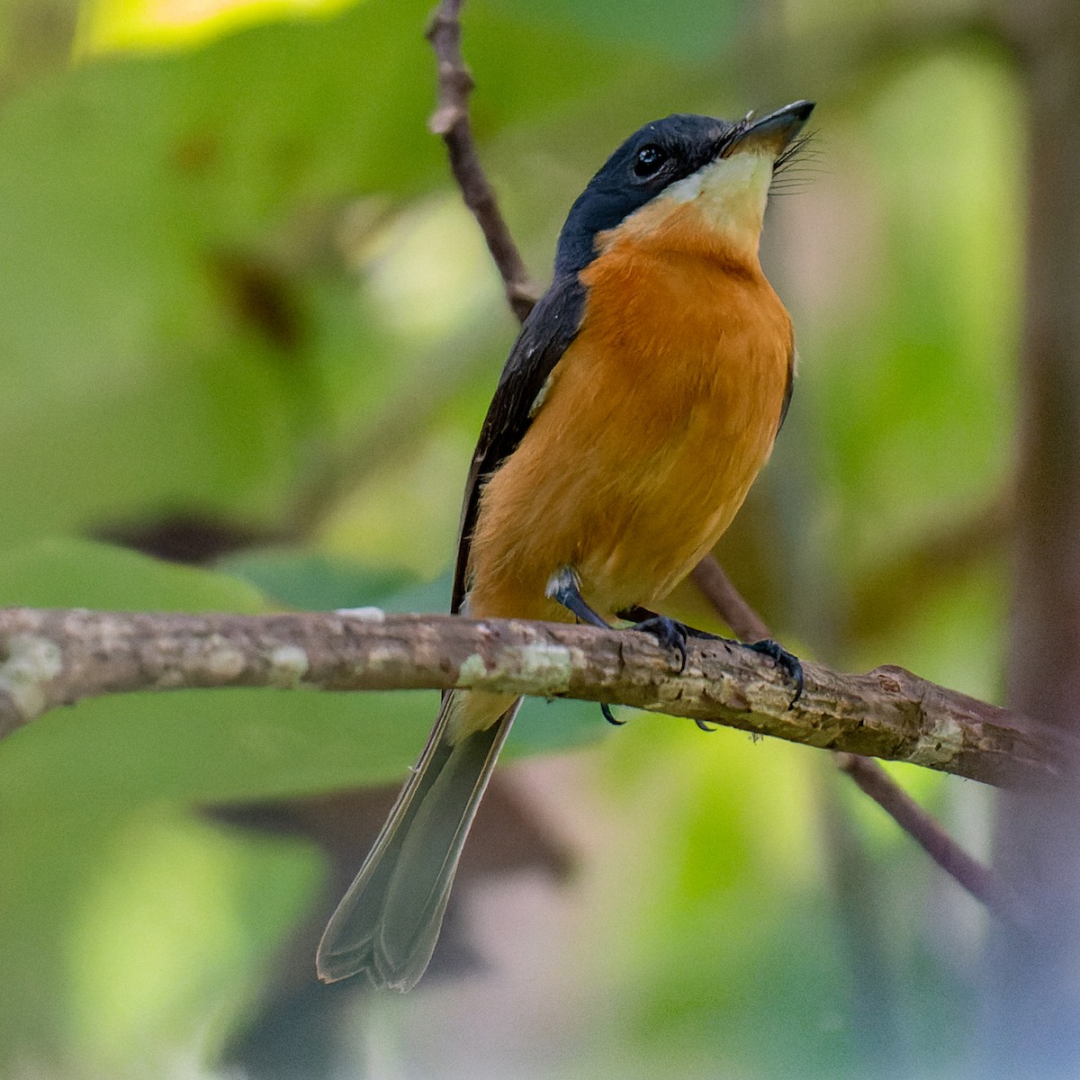 Vanikoro Flycatcher - ML467765081