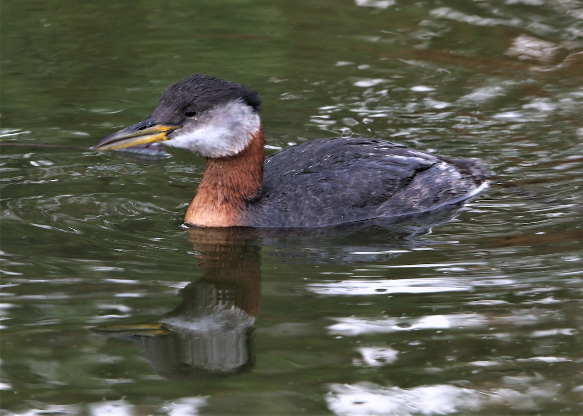 Red-necked Grebe - Daniel Lebbin