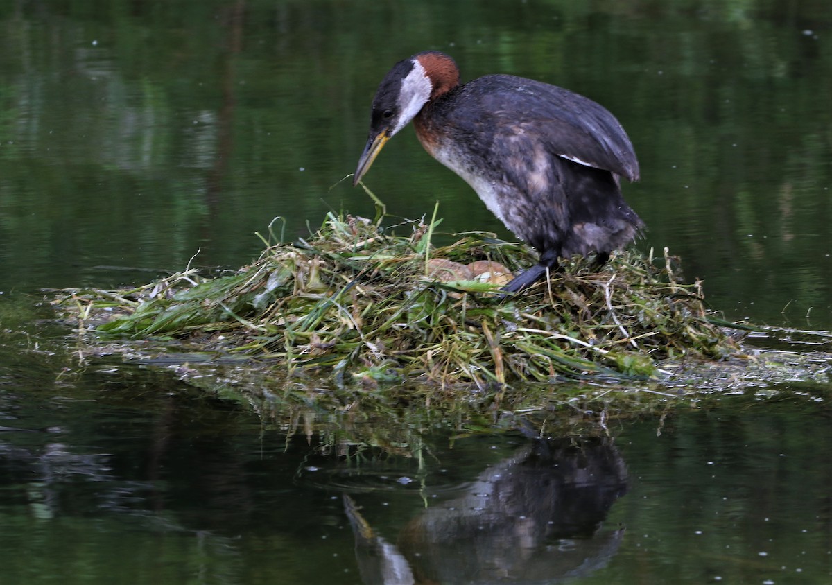 Red-necked Grebe - Daniel Lebbin