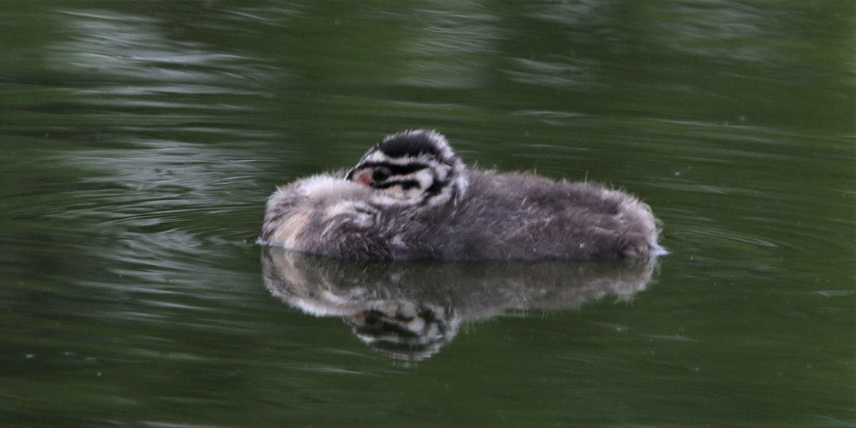 Red-necked Grebe - Daniel Lebbin