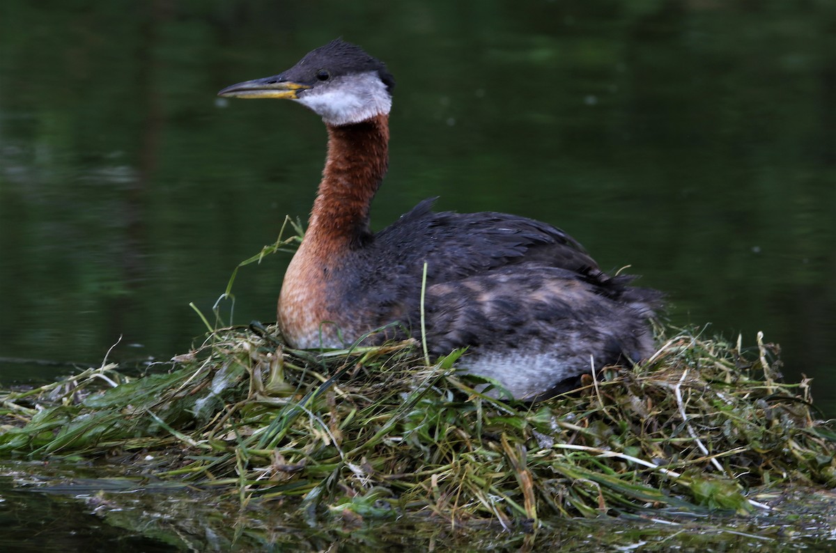 Red-necked Grebe - Daniel Lebbin