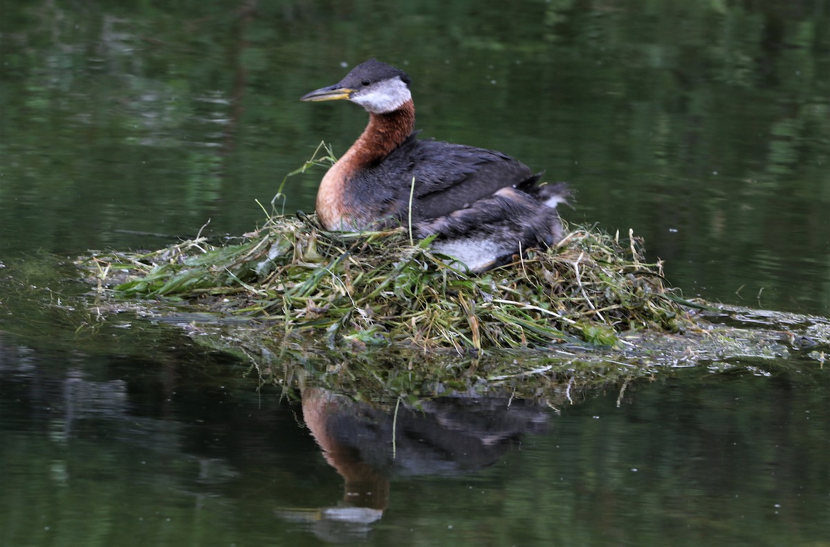 Red-necked Grebe - Daniel Lebbin