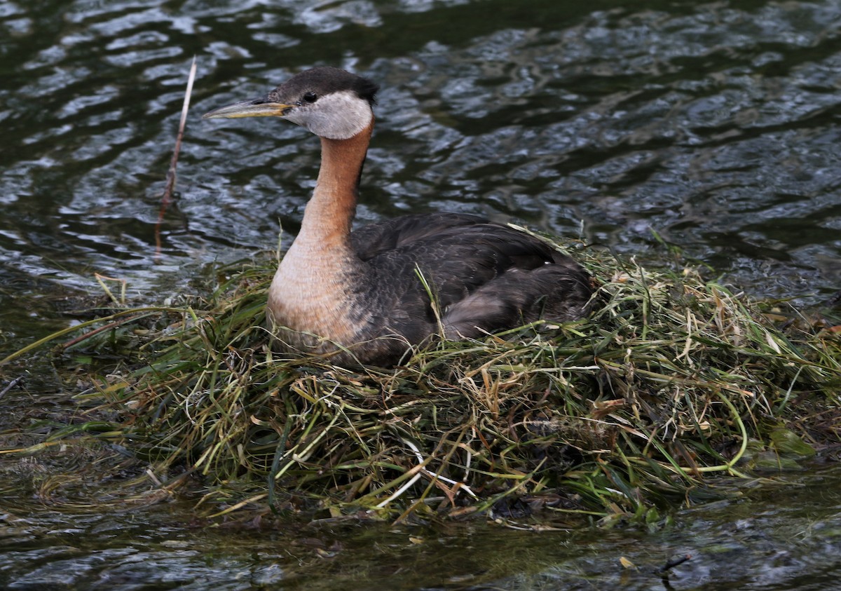 Red-necked Grebe - ML467766231