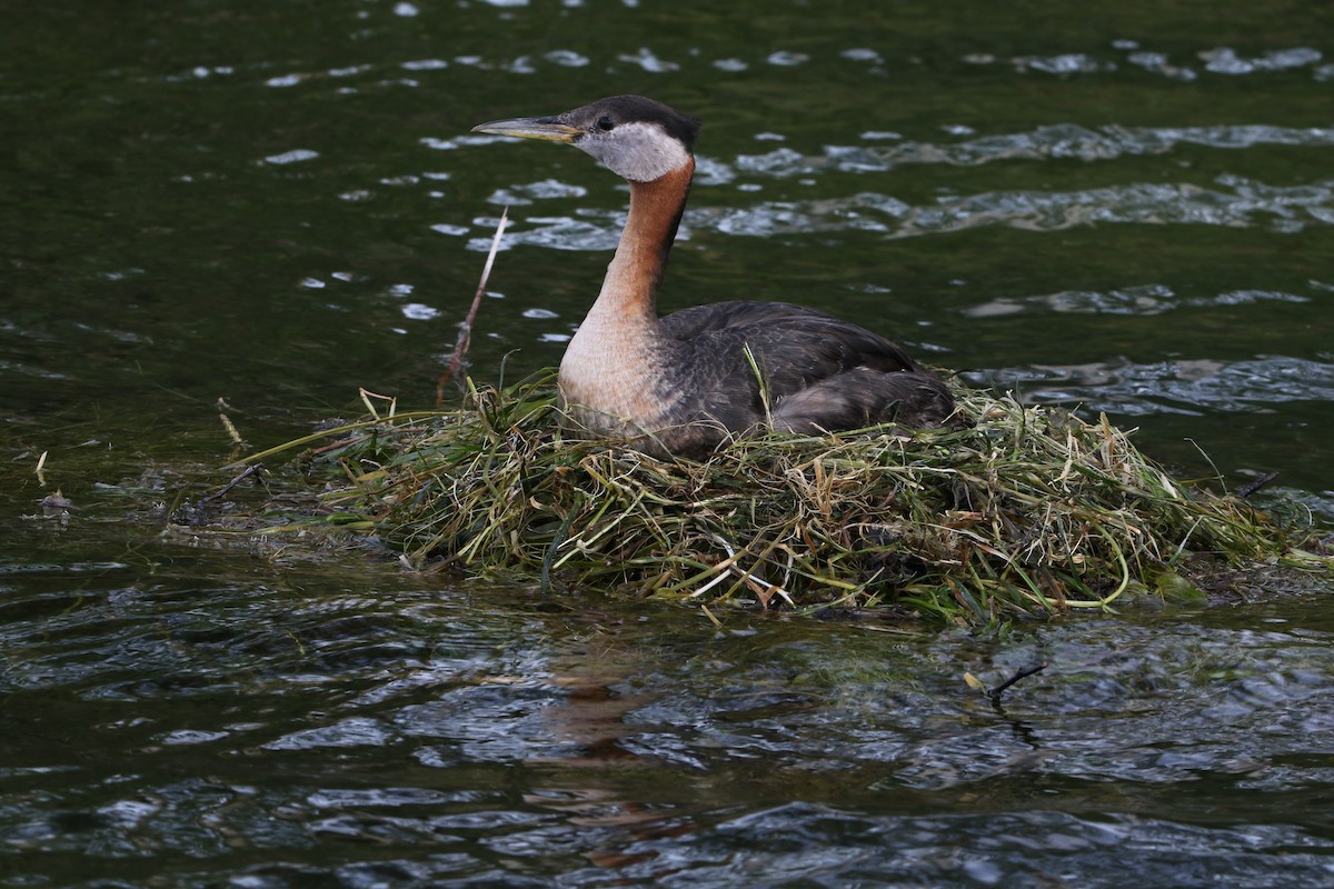 Red-necked Grebe - ML467766251