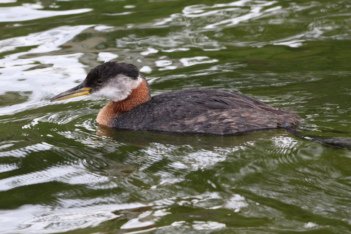 赤頸鸊鷉 - ML467766291