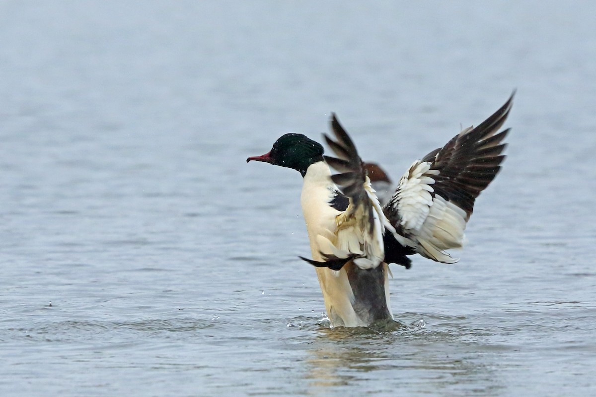 Common Merganser (Eurasian) - Nigel Voaden