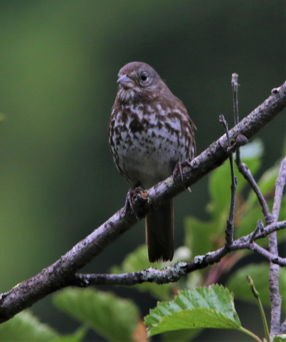 Fox Sparrow (Sooty) - ML467768301