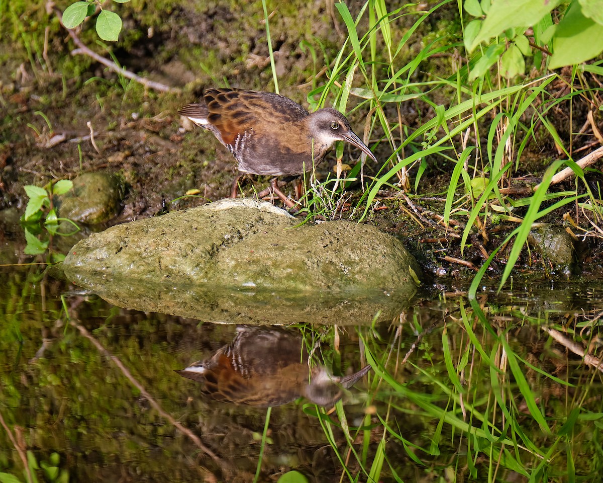 Virginia Rail - ML467768721