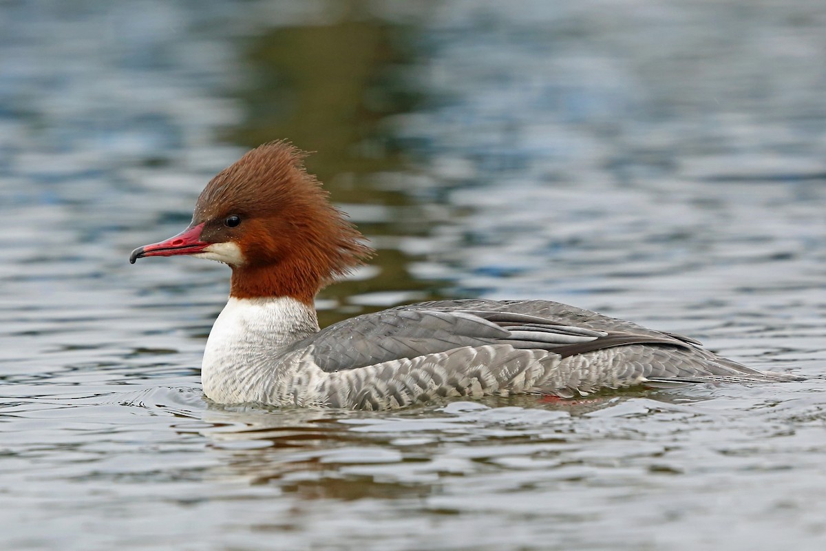 Common Merganser (Eurasian) - Nigel Voaden