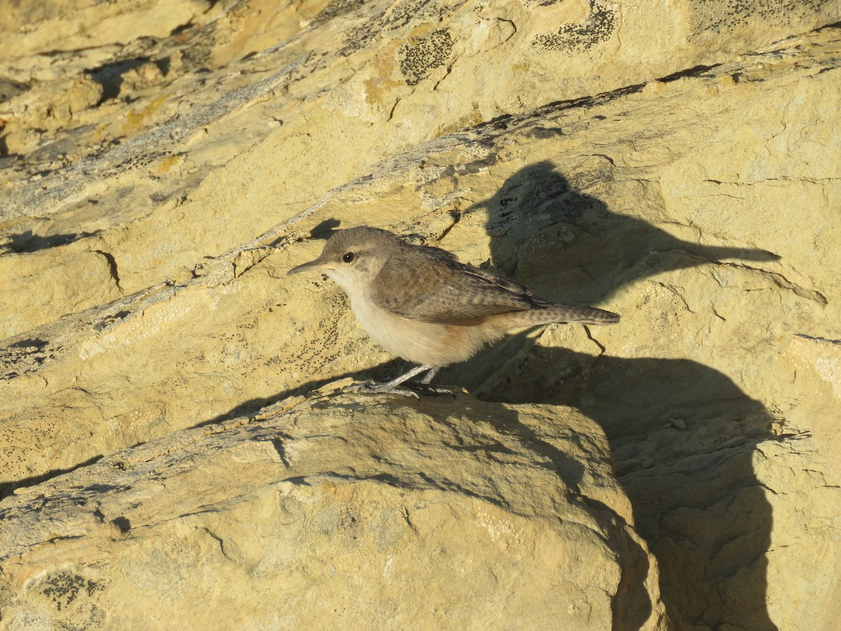 Rock Wren - ML467771261