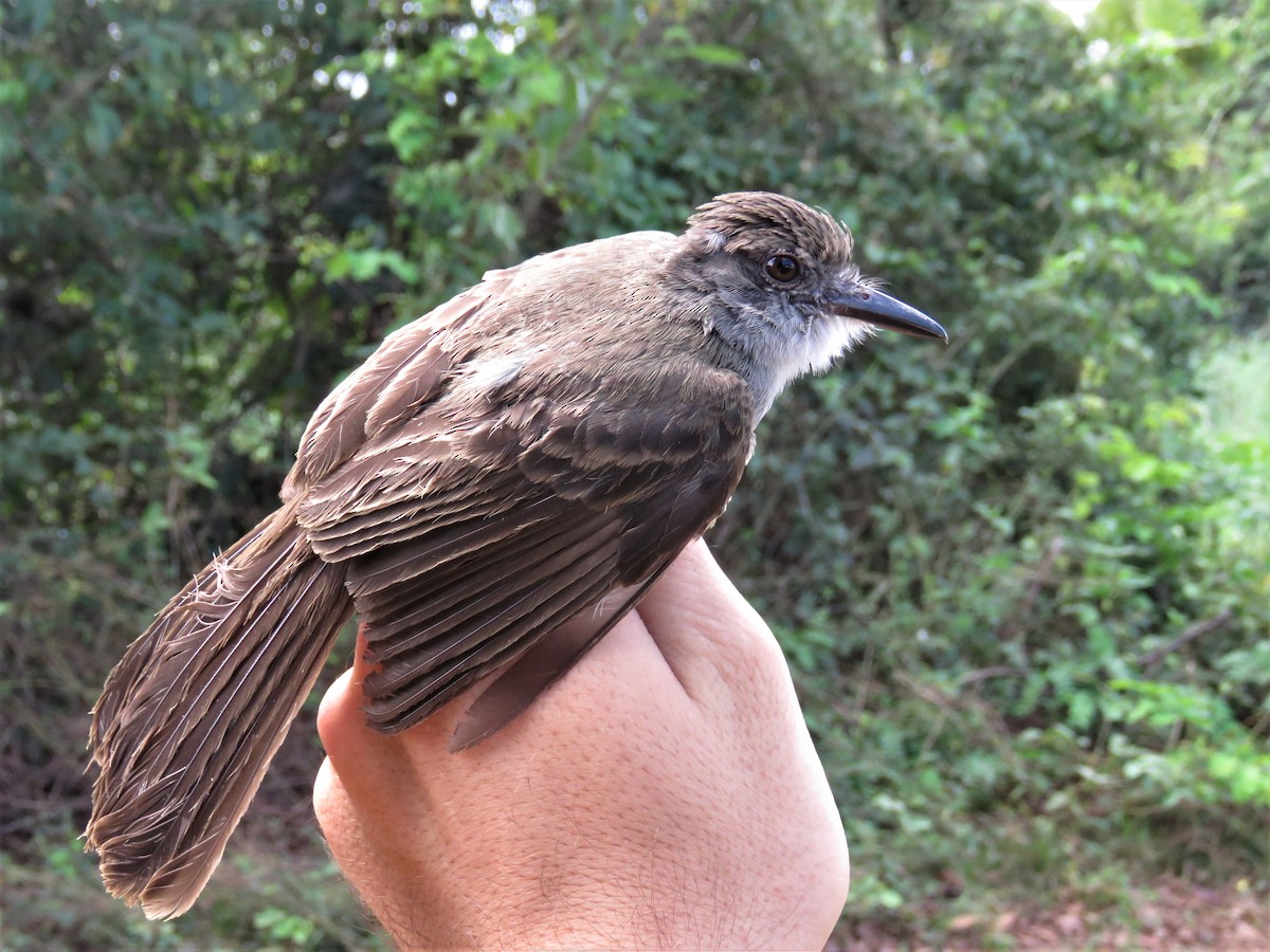 Short-crested Flycatcher - ML467772041