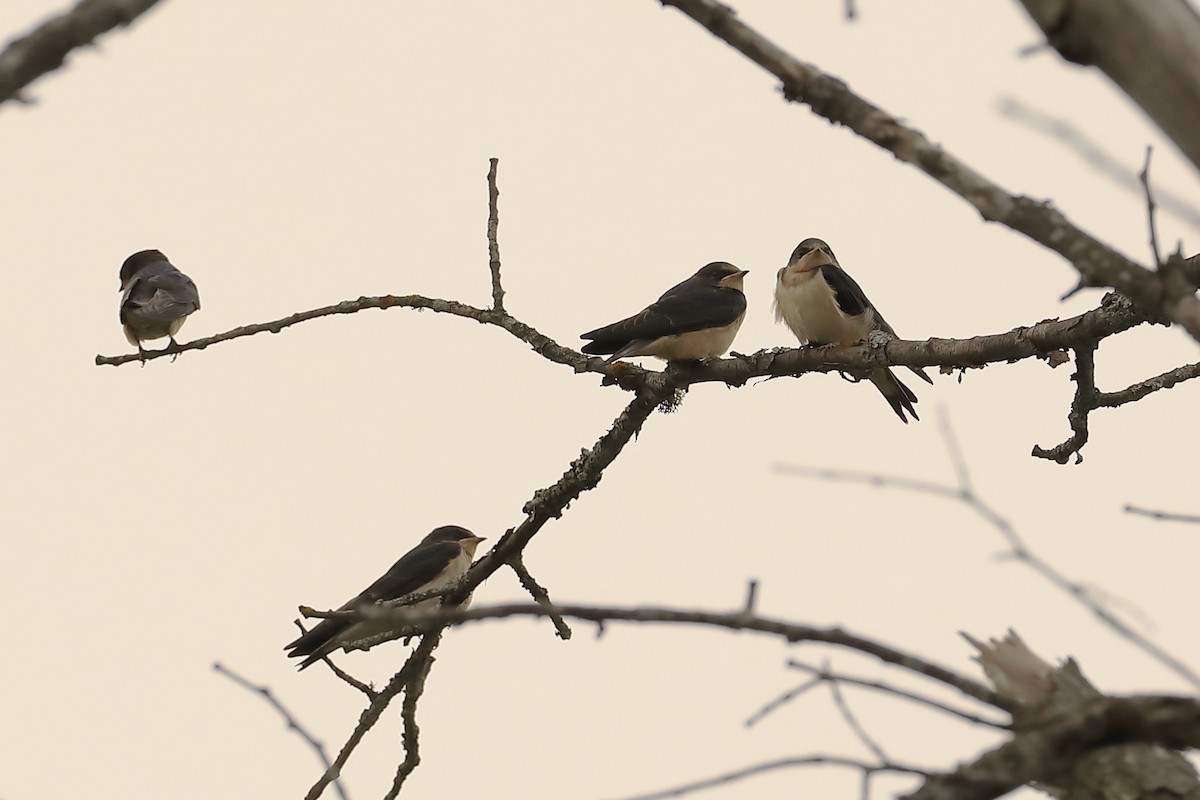 Barn Swallow - ML467772671