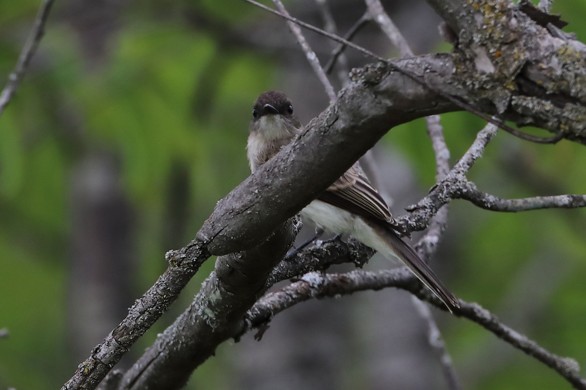 Eastern Phoebe - ML467772771