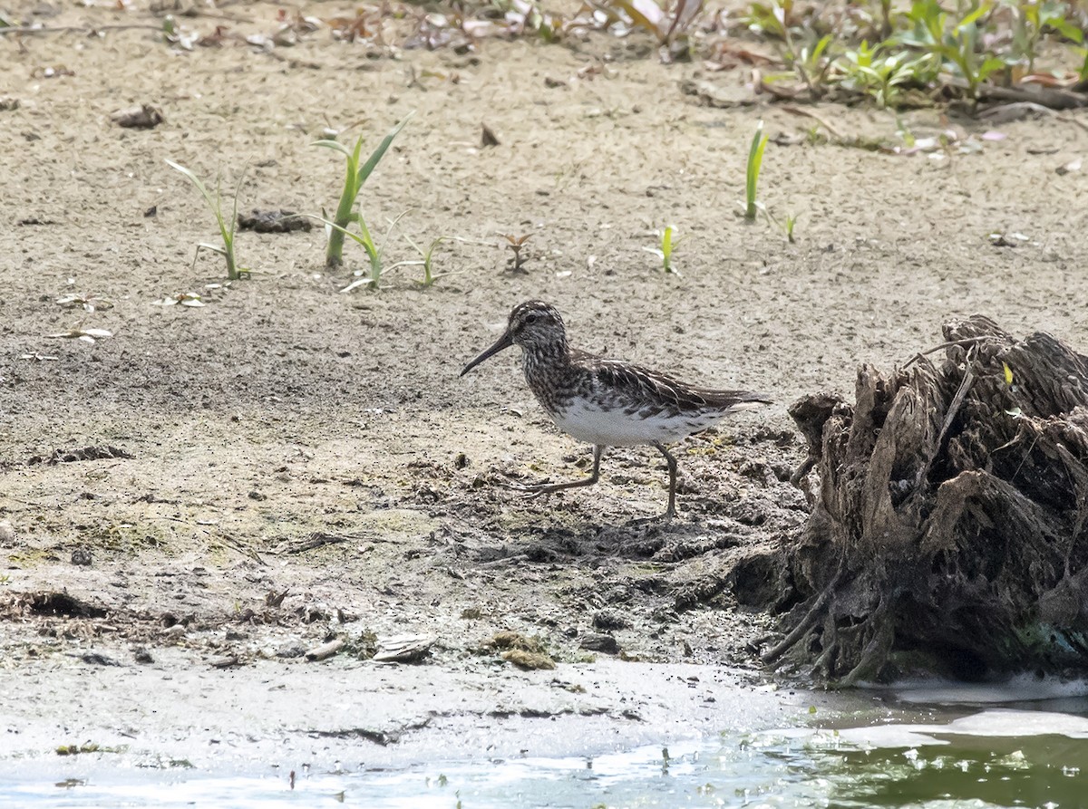 Broad-billed Sandpiper - ML467773701