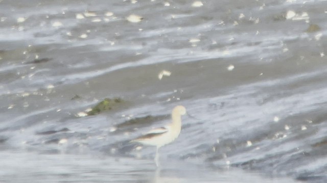 American Avocet - ML467774091