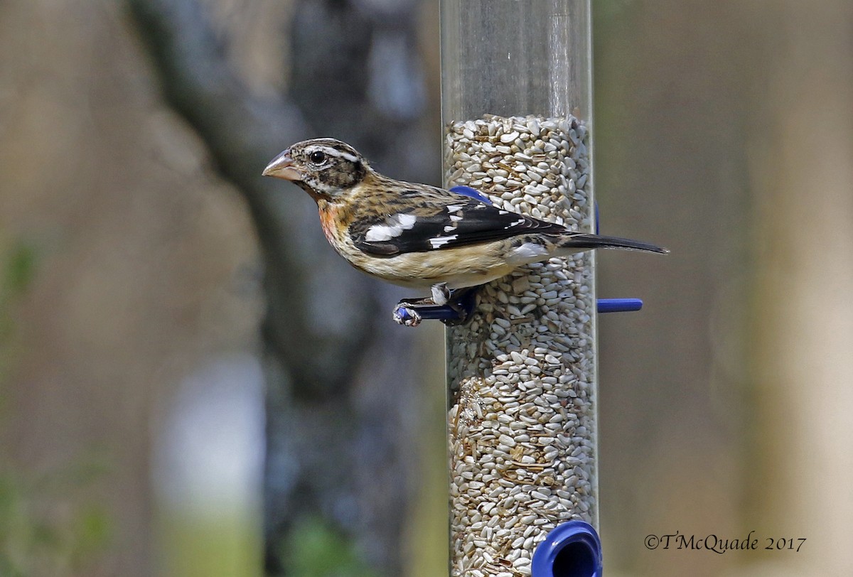 Rose-breasted Grosbeak - Tammy McQuade