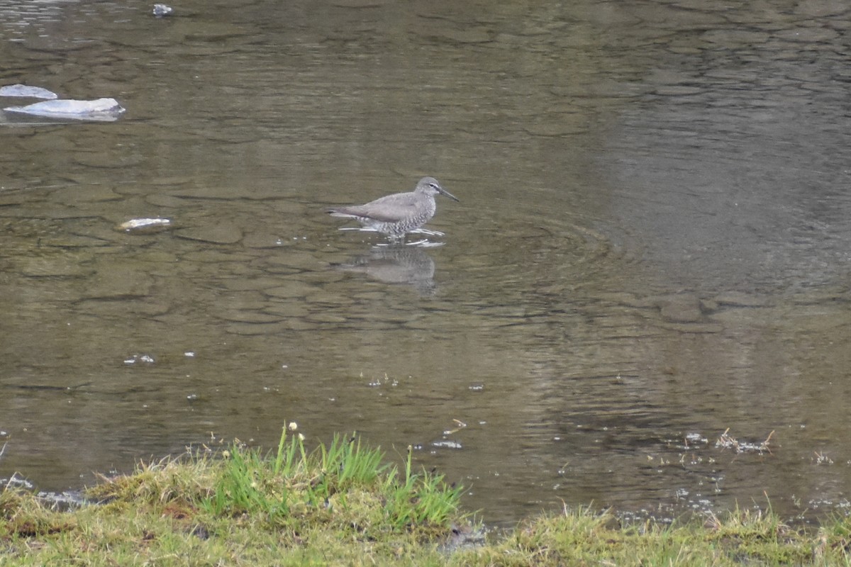 Wandering Tattler - ML467774241