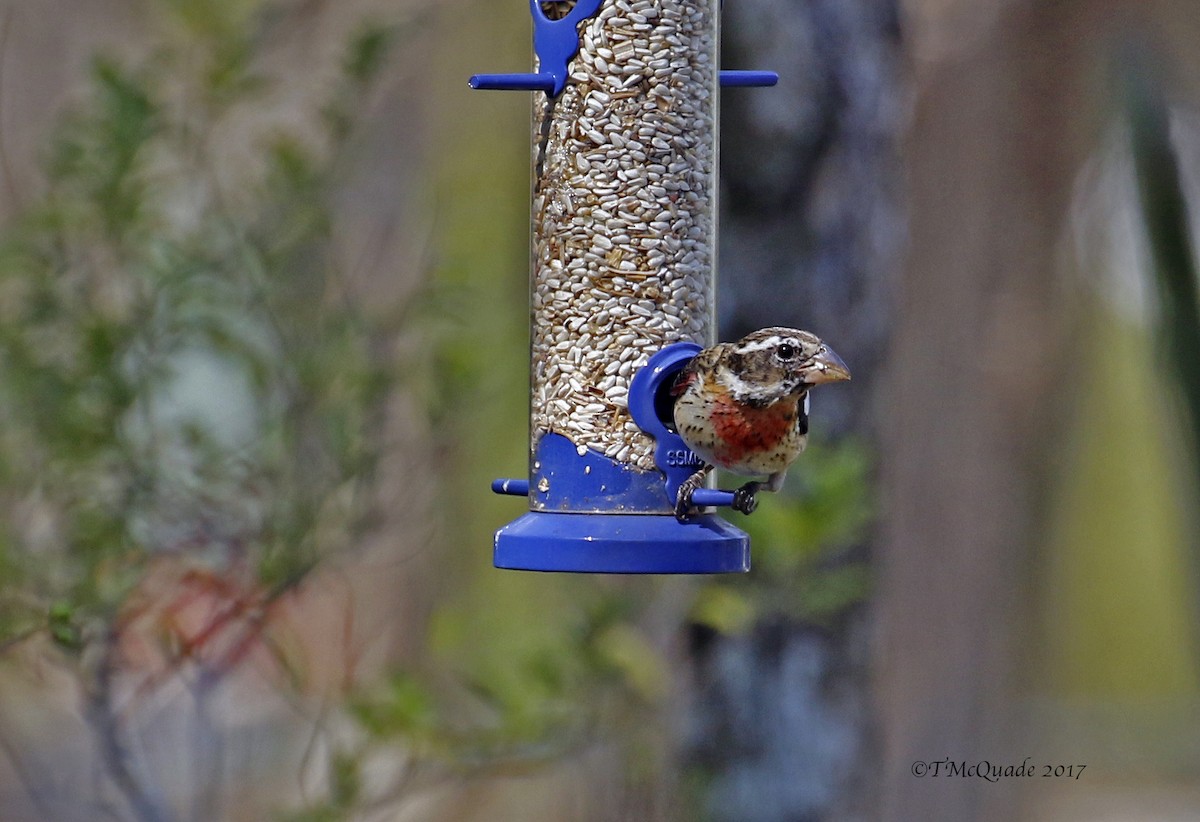 Rose-breasted Grosbeak - Tammy McQuade