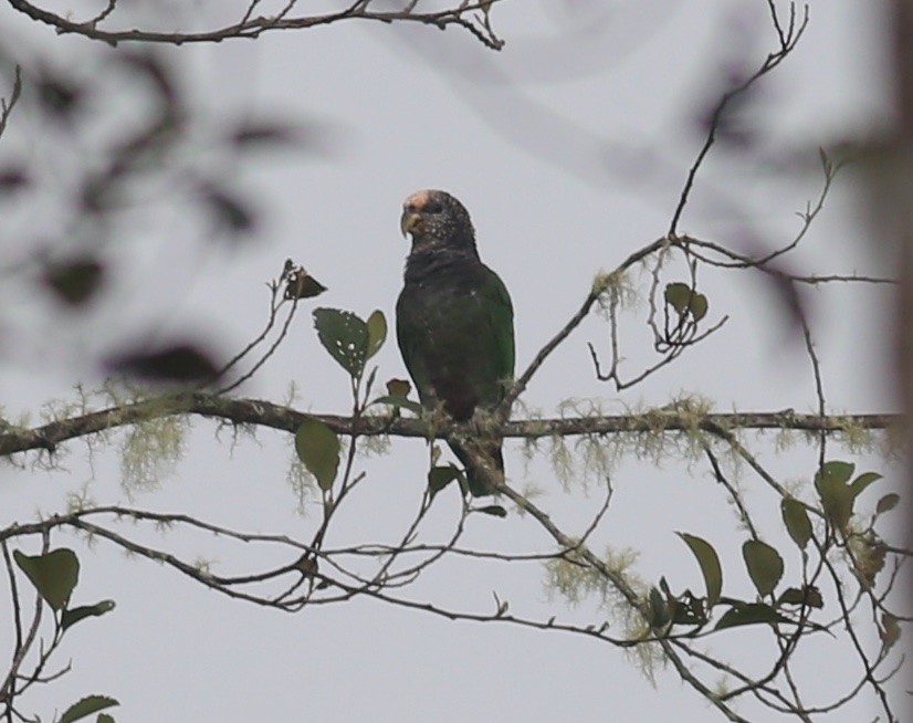 Speckle-faced Parrot - ML467775721